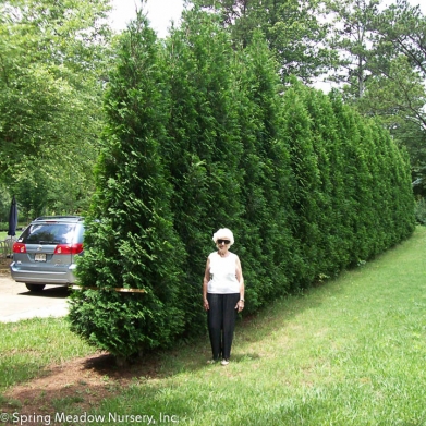 Thuja American Pillar