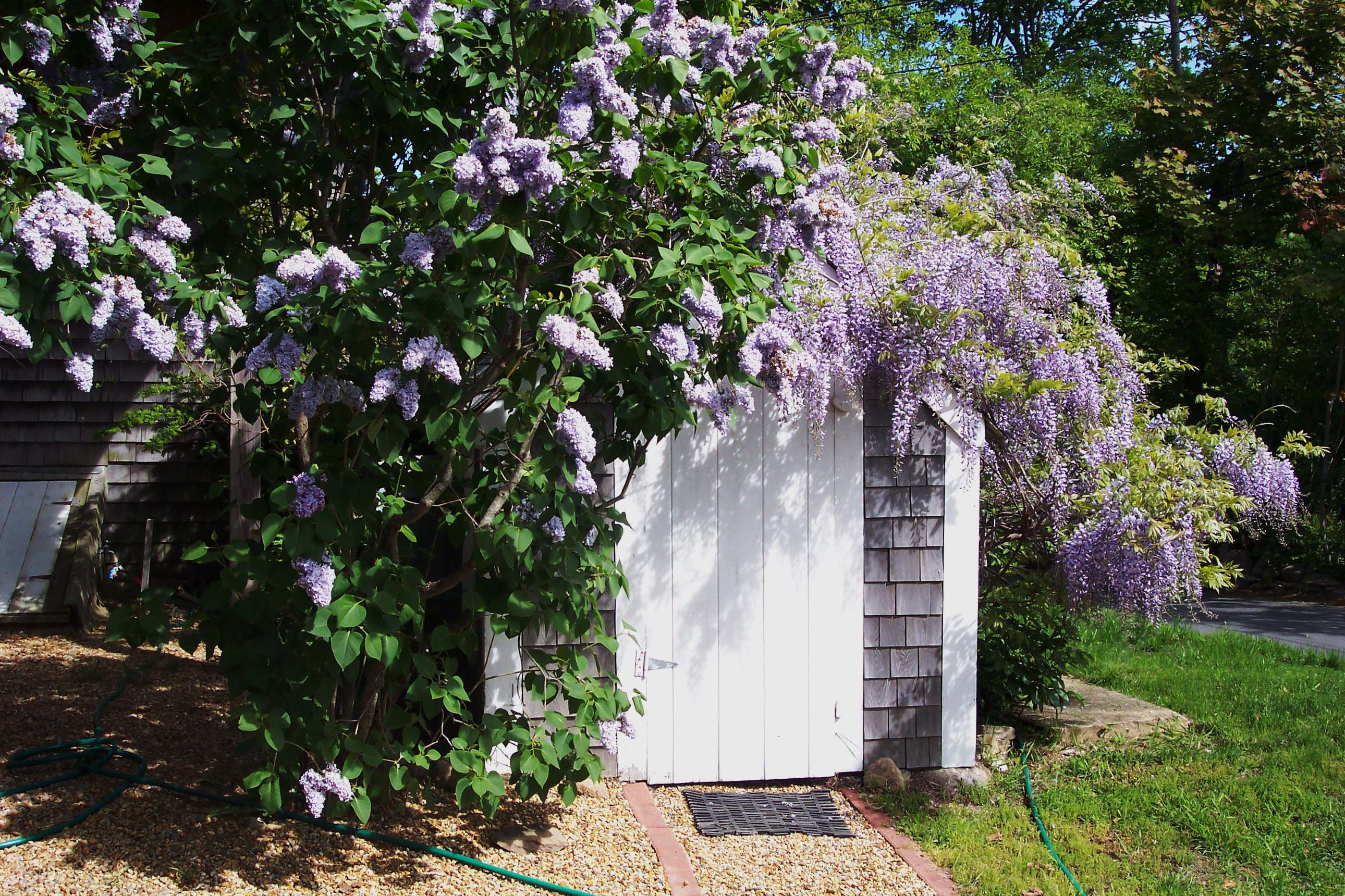 Wisteria 