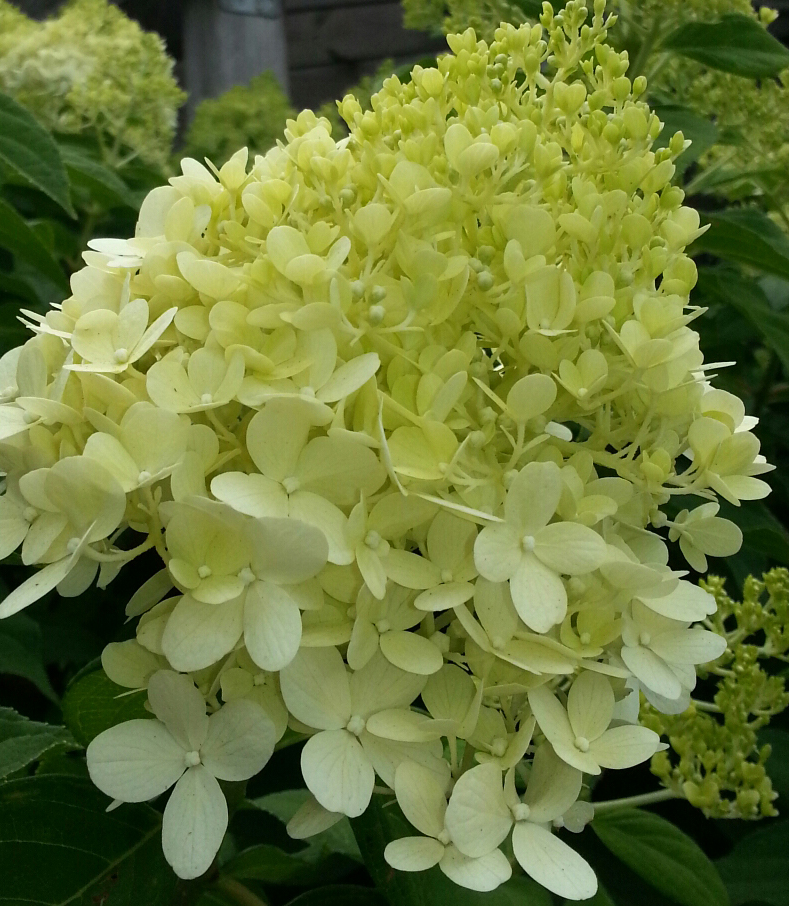 Hydrangea Lime Light