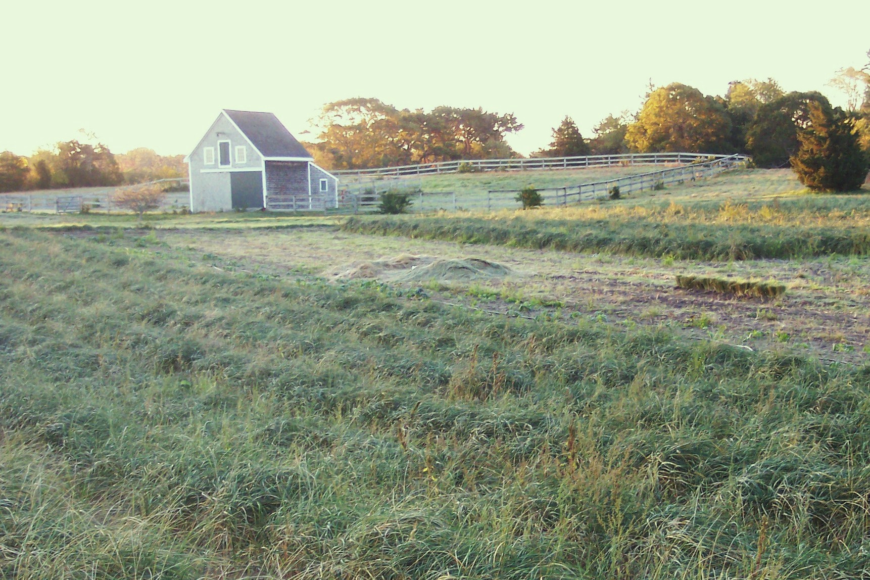 Beach Grass Fields