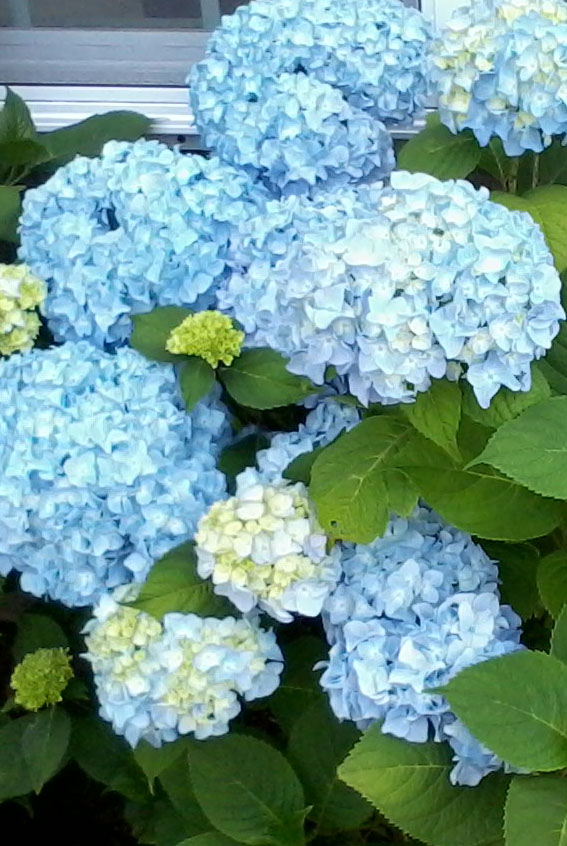 Nikko Blue Hydrangea