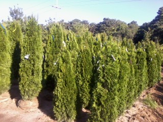 Emerald Green Arborvitaes